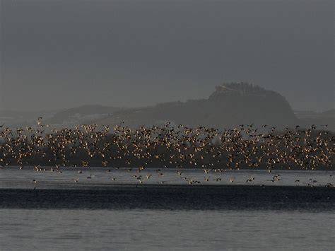 Reiherentenschwarm Vor Dem Hohentwiel Ngid Flickr