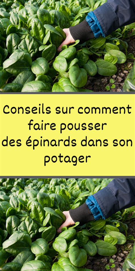 Conseils Sur Comment Faire Pousser Des Pinards Dans Son Potager