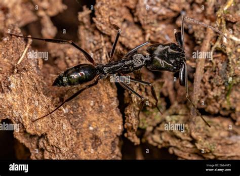 Adult Trap Jaw Ant Of The Genus Odontomachus Stock Photo Alamy