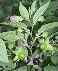 Atropa Belladonna,Deadly Nightshade,Death’s Herb,Witch’s Berry,Atropa Belladonna Leaves