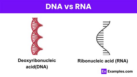 Dna Vs Rna Differences Definitions Structure Types Functions