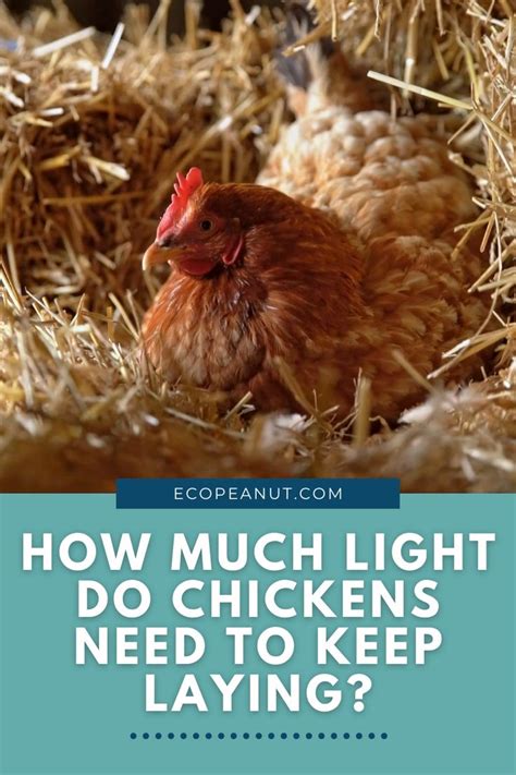 How Much Light Do Chickens Need To Keep Laying Eco Peanut Video