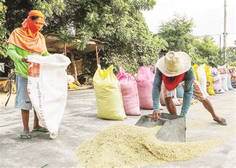 NFA sets new price range for buying palay from farmers