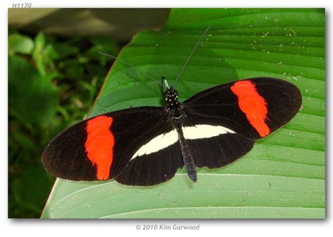 Heliconius melpomene rosina (live adults)