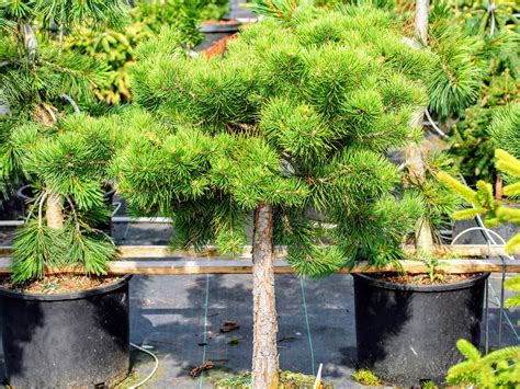 Pinus Sylvestris Hillside Creeper Scots Pine Conifer Kingdom