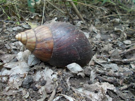 Snail, African giant land - Fascinating Africa