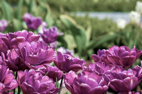 Premium Photo A Bunch Of Purple Tulips In A Garden