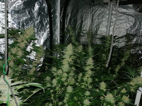 Barney's Farm Pink Kush 2 grow diary (journal) harvest10 by JUSTOUKV - GrowDiaries