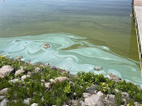 Algal Bloom Before And After