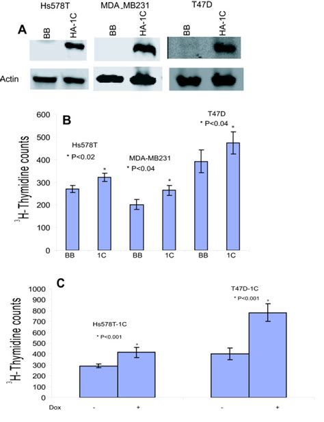 A Western Blot Analysis Of Hs T Mda Mb And T D Cells Stably