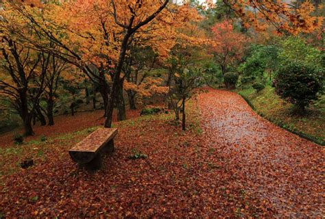 紅葉の美しい公園：舞鶴自然文化園（京都府舞鶴市） Parkful公園をもっと身近に、もっと楽しく。