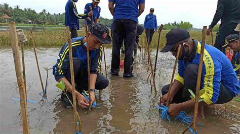 Tagana Pangandaran Targetkan Tanam 100 Ribu Pohon Mangrove