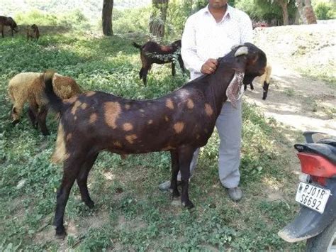 Brown And Sport Sirohi Male Goat Weight 50 Kg At Rs 280 Kg In Ajmer