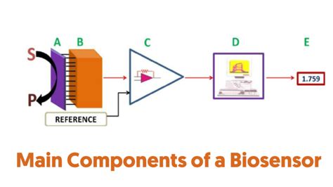 What Is A Biosensor Types Of Biosensor