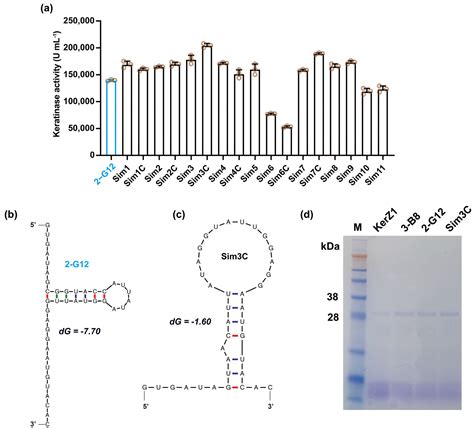 Design Of 5′ Utr To Enhance Keratinase Activity In Bacillus Subtilis