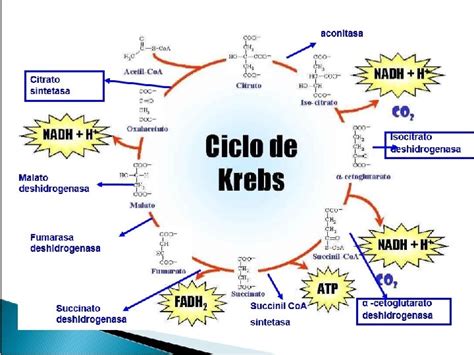 Explicar Las Reacciones Qumicas Del Ciclo De Krebs