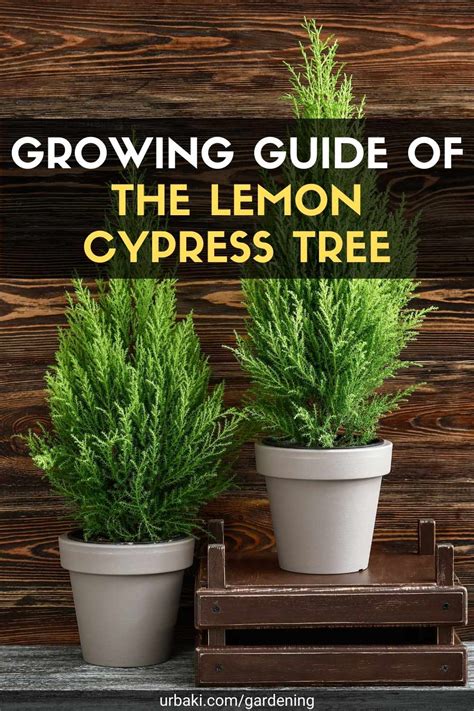 Growing Guide Of The Lemon Cypress Tree