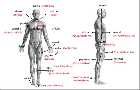 Anatomie Lagebezeichnungen Ebenen Bewegungsrichtungen