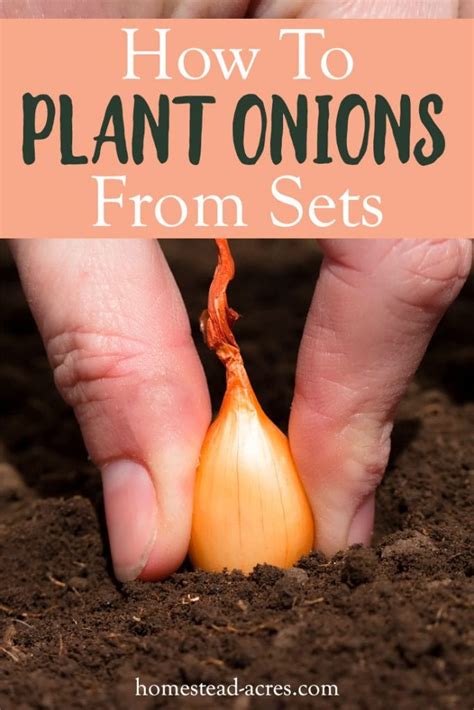 When To Plant Shallots And Onion Sets At Marcia Holley Blog