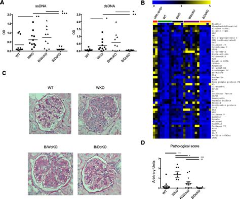 Figure 1 From N WASP Is Required For B Cell Mediated Autoimmunity In