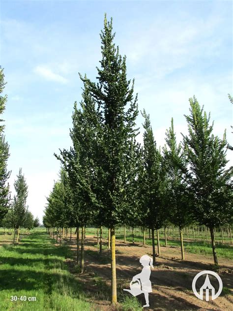 Ulmus Columella Boomkwekerijen M Van Den Oever Zonen