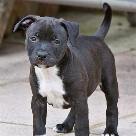 American Staffordshire Terrier puppy | American Staffordshire Terriers | Pinterest