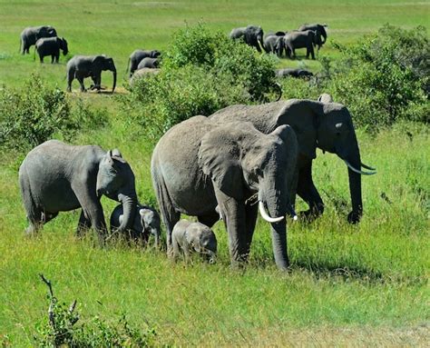 Premium Photo | African elephants in their natural habitat. kenya