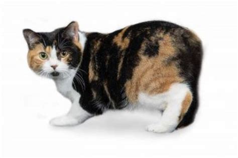 Manx vs Maine Coon - Breed Comparison | MyCatBreeds