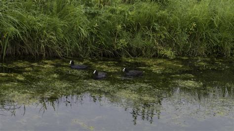 Gambar Alam Outdoor Rawa Fotografi Sungai Kolam Margasatwa