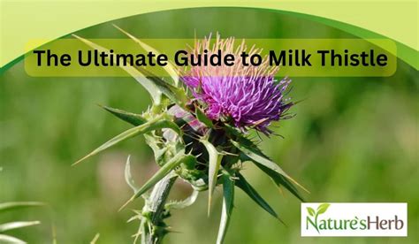 The Ultimate Guide To Milk Thistle Benefits Dosage And Side Effects