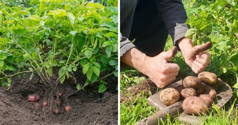 12 Easy Tricks to Grow Perfect Potatoes - LeafyJournal