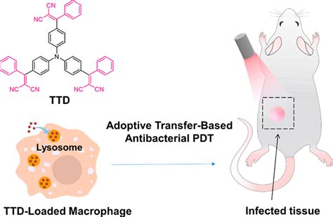 纳米人 Acs Nano：靶向溶酶体的aie纳米颗粒用于实现基于巨噬细胞过继转移的细菌感染治疗