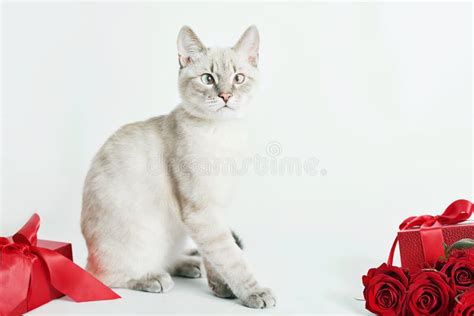 Cartão De Saudação Do Gato Do Dia Dos Namorados Buquê De Rosas De