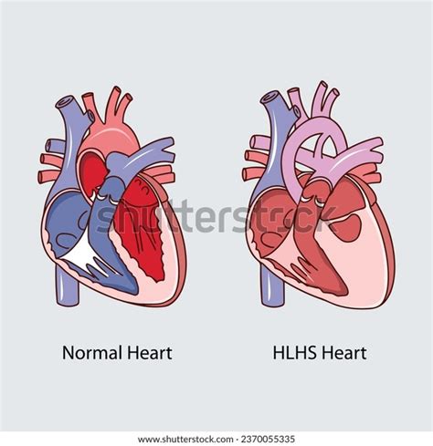 heart anatomy vector illustration vector  stock vector royalty