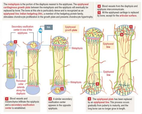 Osteogenesis Basicmedical Key