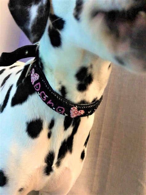 Dog Name Collar Dog Name Tag Collar Dog ID Collar - Etsy