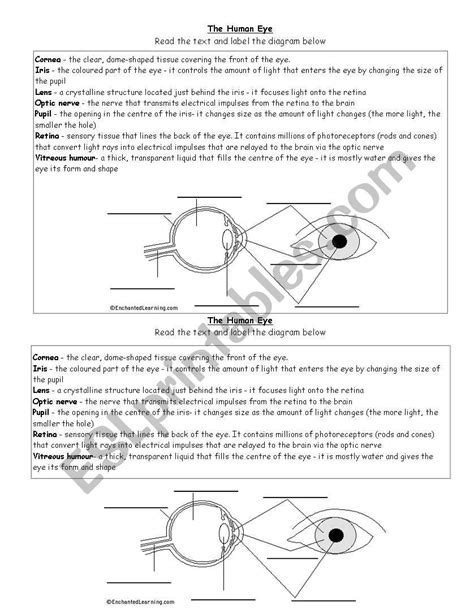 Labeling The Eye Worksheet : Label Parts Of The Human Eye - | Drawing ...