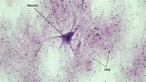 113 Anatomy Of Nervous Tissue Medicine Libretexts