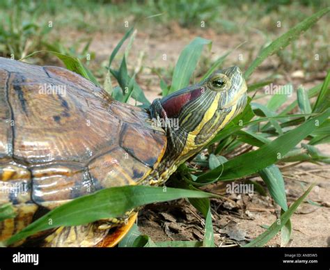 Portrait Of A Red Eared Slider Trachemys Scripta Elegans Stock Photo