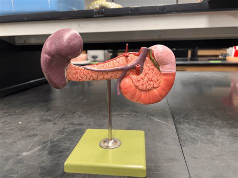 Posterior Pancreas Model Diagram Quizlet