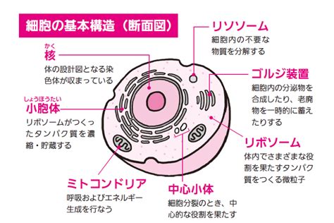 人体はすべて細胞でできてるって、ほんとう？細胞の種類と基本構造とは【図解 解剖学の話】｜ニフティニュース