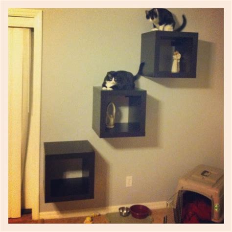 20 Cat Ledges For Walls The Urban Decor