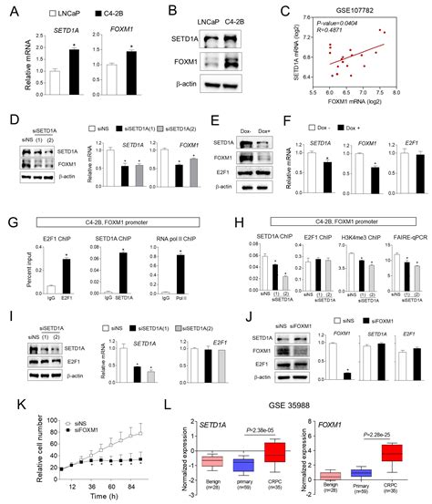 Cancers Free Full Text Setd1a Promotes Proliferation Of Castration