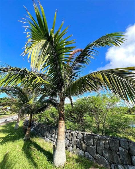 Coconut Tree Vs Palm Tree Difference Between Coconut Tree And A Palm Tree