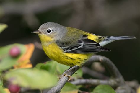 Magnolia Warbler Female Fall Jeremy Meyer Photography