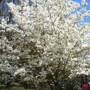 Ornamental Flowering Trees Zone 9 - Weeping Flowering Cherry - low form - Bower & Branch ...