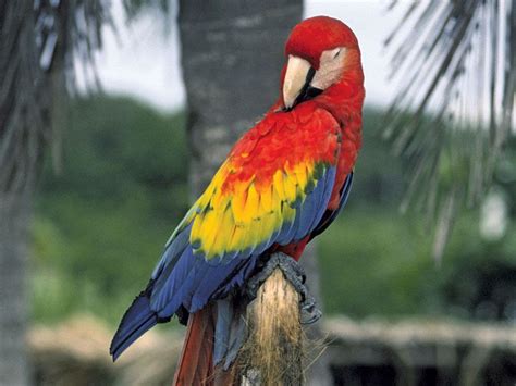 Macaw Diet Habitat And Facts Britannica