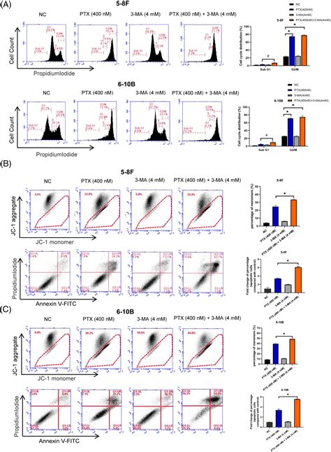 BIOCELL Free Full Text 3 Methyladenine Potentiates Paclitaxel