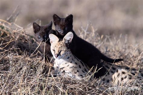 猫科の完全指南③狞猫谱系 知乎