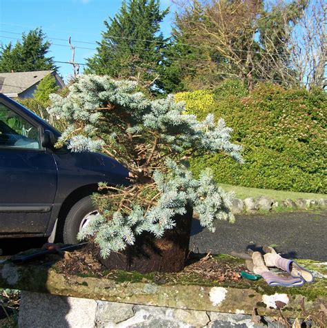 Blue Spruce Bonsai - BrianStocker.org